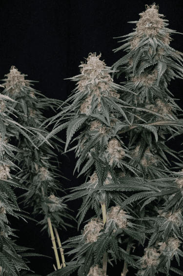 Instagram Orange Sherbet FF