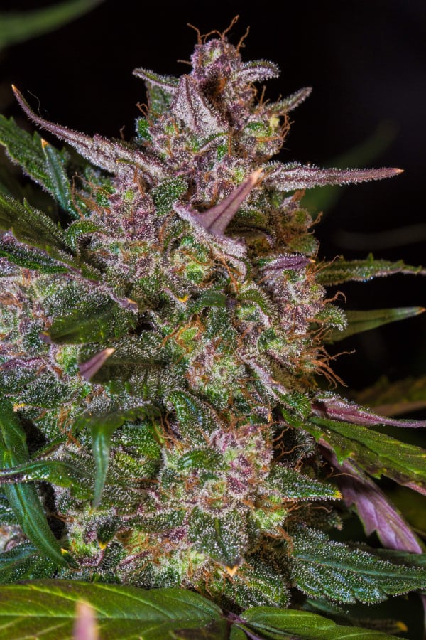 Stardawg Auto Cannabis Seeds – Buy Star Dawg Weed Strain | Fast Buds