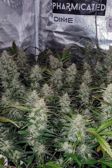 Instagram Gorilla Z Auto