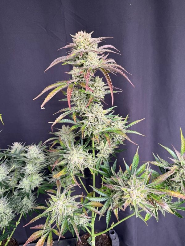 Instagram AK Auto