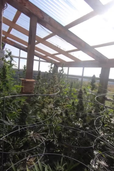 Strawberry Banana Auto