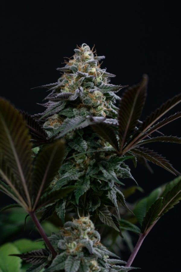 Instagram Lemon Cherry Runtz