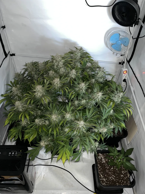 Instagram Cherry Cola Auto RF3