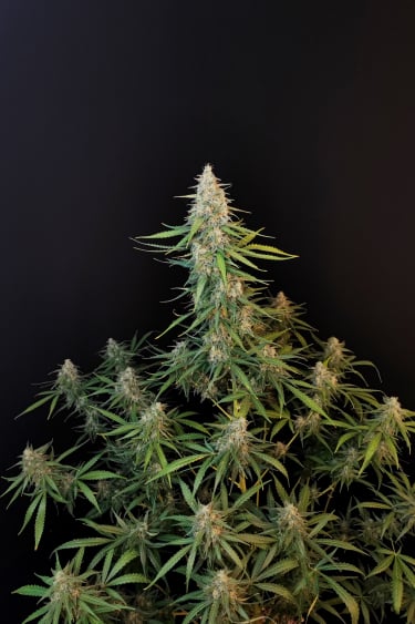 Instagram Sour Diesel Auto