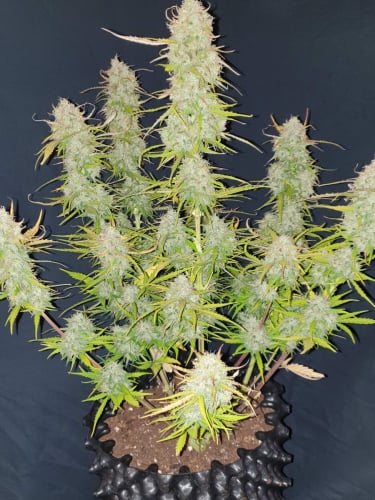 Instagram Mexican Airlines Auto