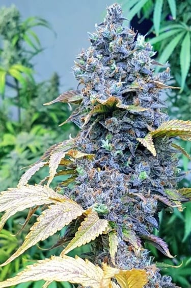 Instagram Fastberry Auto