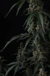 Instagram Banana Cherry Cookies Auto™