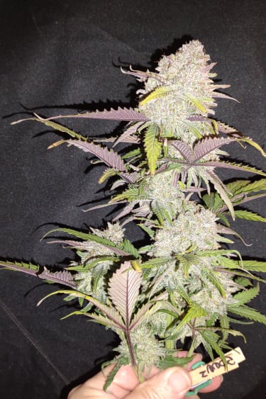 Instagram Orange Sherbet Auto