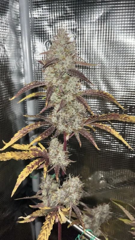 Instagram GMO Auto