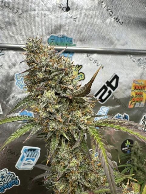 Instagram GMO Auto