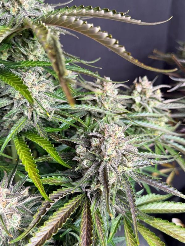 Instagram Blueberry Auto