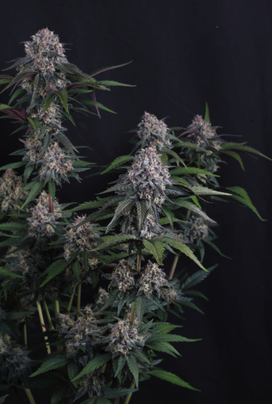 Instagram Cherry Cookies Trial Pack