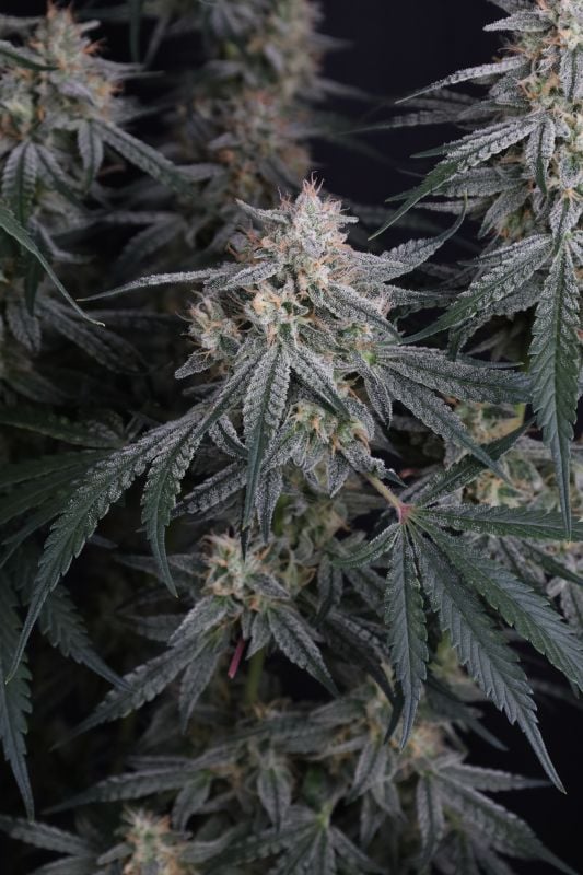 Instagram Garlic Mint Sherbet Auto