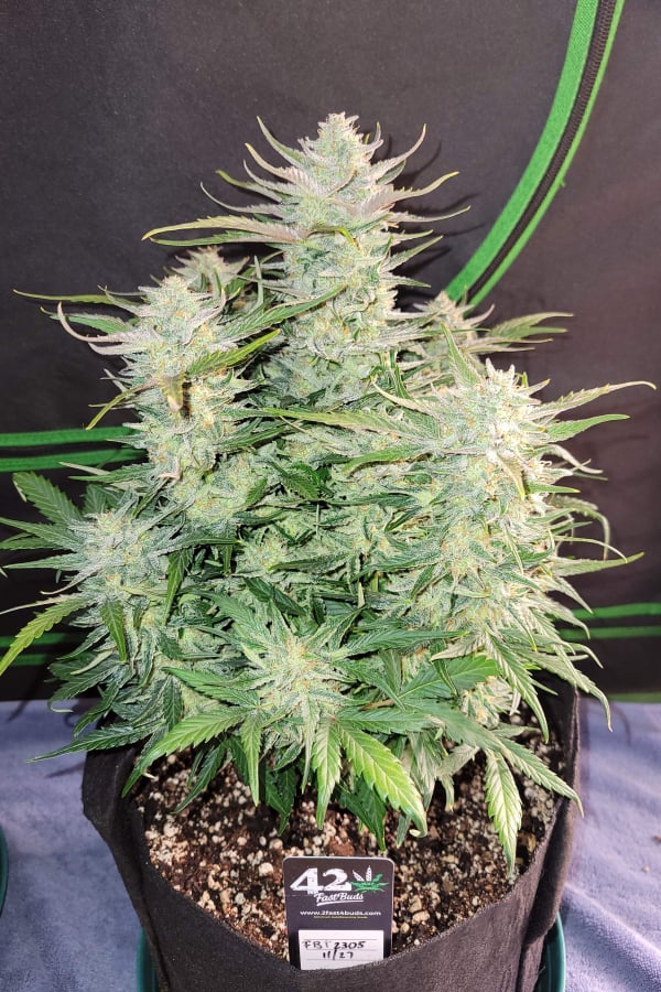 Buy Ztrawberriez Auto Cannabis Seeds | Fast Buds