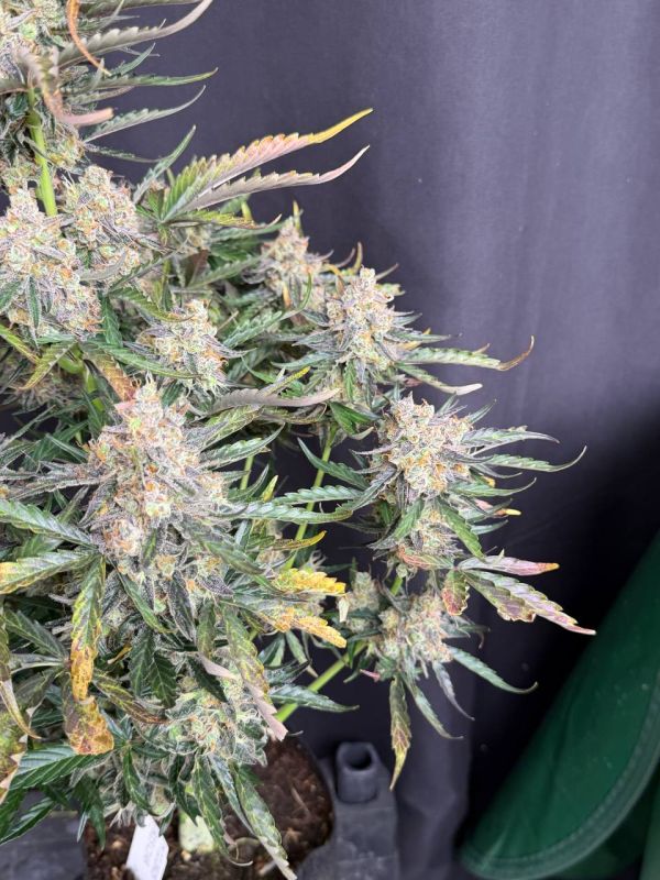 Instagram Big Bud Auto