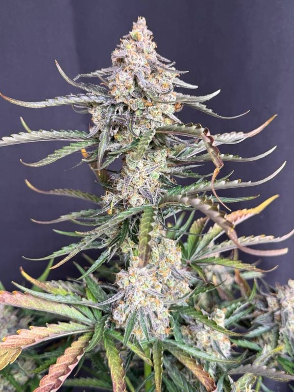 Instagram Big Bud Auto