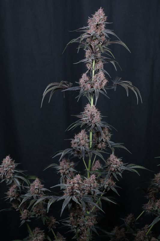 Instagram Mango Cherry Runtz Auto