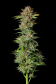 Instagram Tropicana Cookies FF
