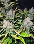 Instagram Papaya Cookies Auto™