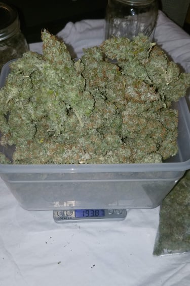 Instagram Californian Snow Auto