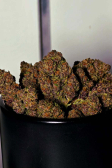 Instagram Purple Haze Auto™