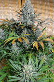 Instagram Tropicana Cookies FF