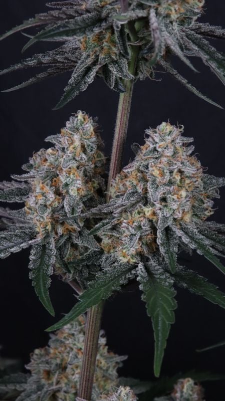 Instagram Guava Sundae Auto