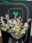 Instagram Guava Runtz Auto™
