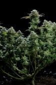 Instagram GG4 Sherbet FF