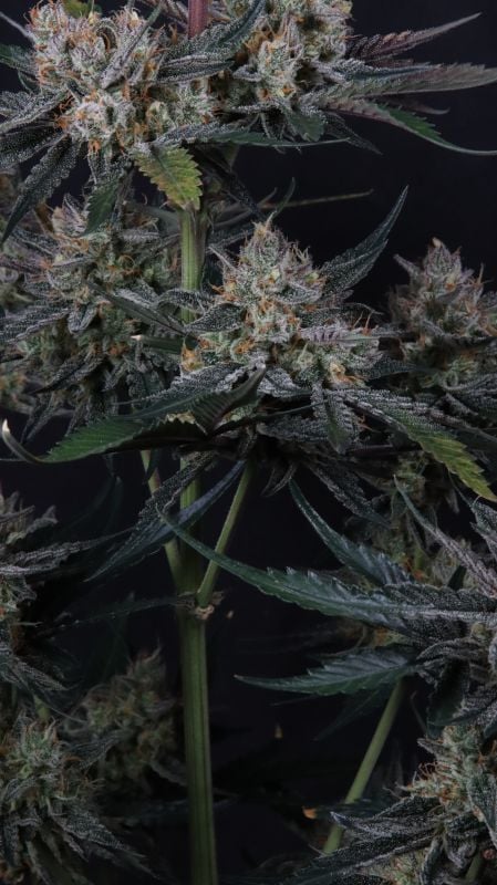 Instagram Guava Runtz Auto