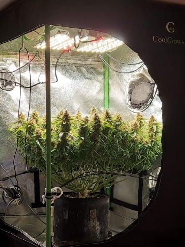 Instagram Green Crack Auto