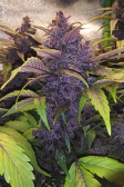 Instagram Purple Lemonade Auto