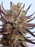 Instagram Guava Auto RF3™