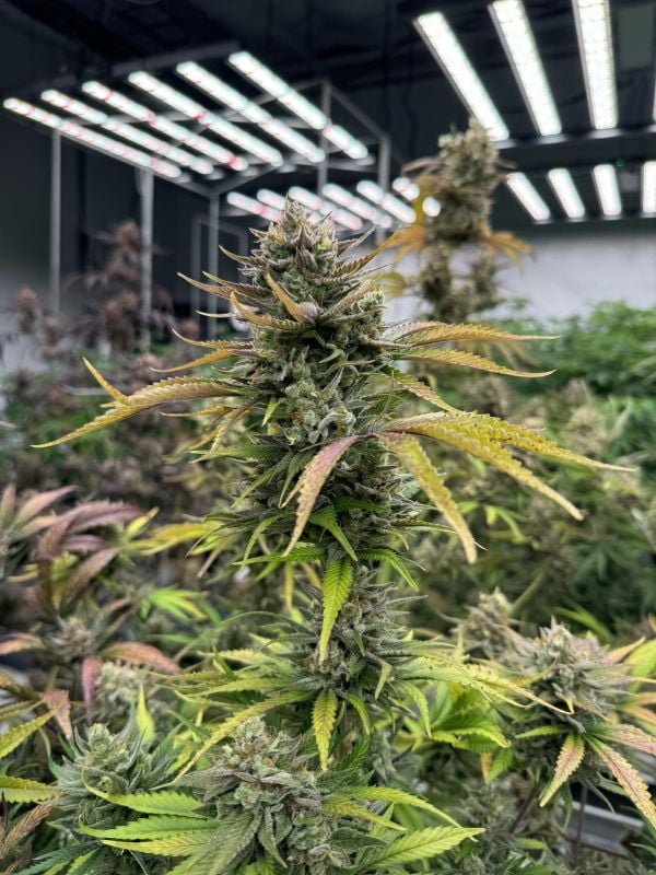 Instagram Mix Pack Auto RF3