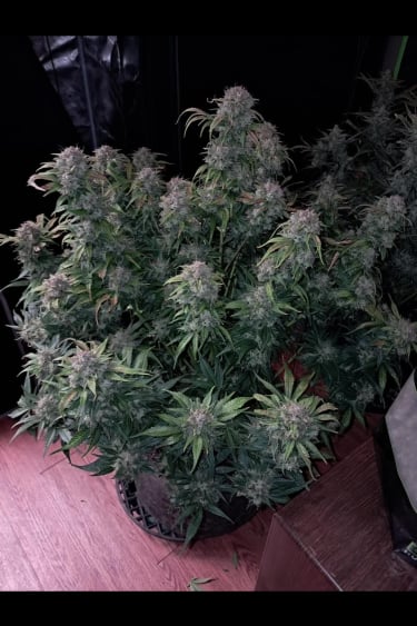 Strawberry Gorilla Auto