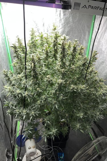 Instagram White Widow Auto