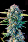 Instagram White Widow Auto