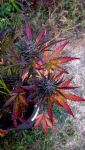 Instagram Guava Sundae Auto™
