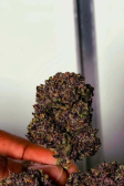 Instagram Purple Haze Auto™