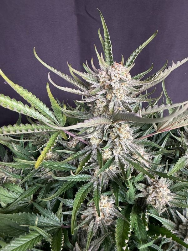 Instagram White Widow Auto
