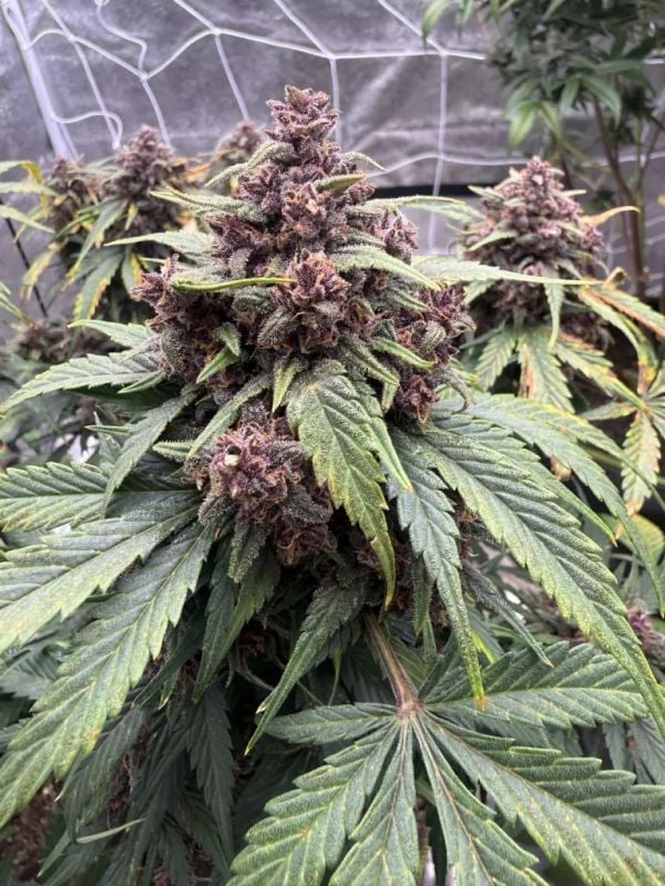 AUTO | Banana Purple Punch Auto RF3™