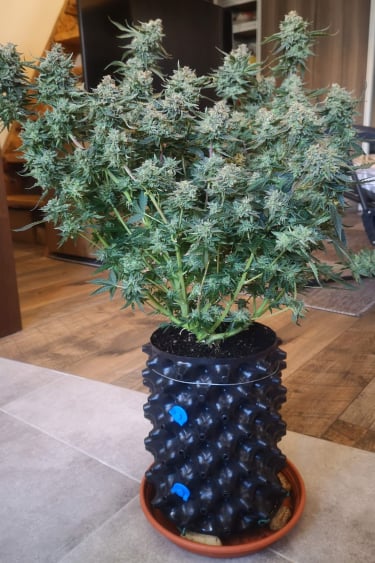 Instagram Green Crack Auto