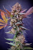 Instagram Purple Lemonade FF