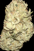 Instagram Papaya Cookies Auto™