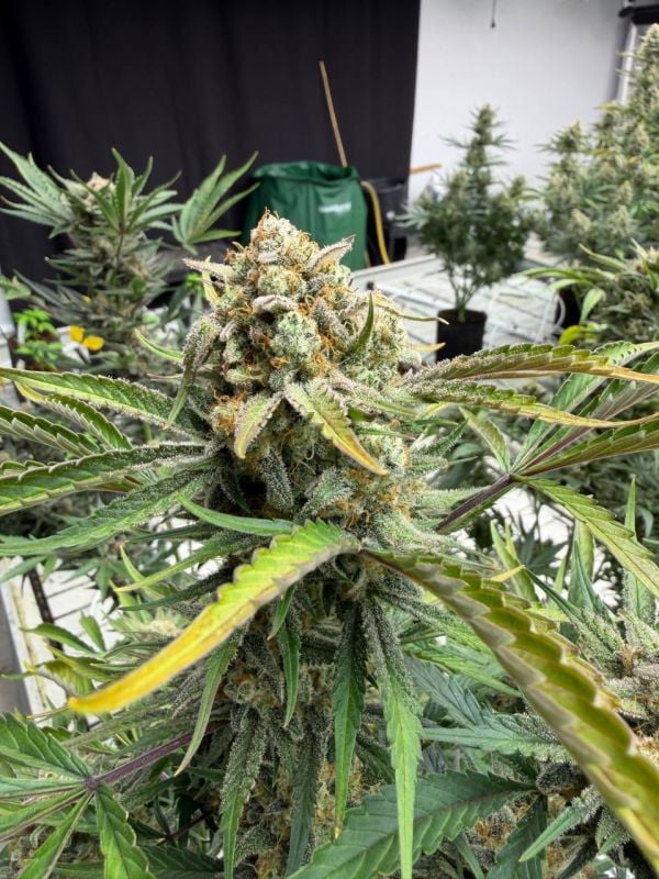 Instagram Sour Diesel Auto