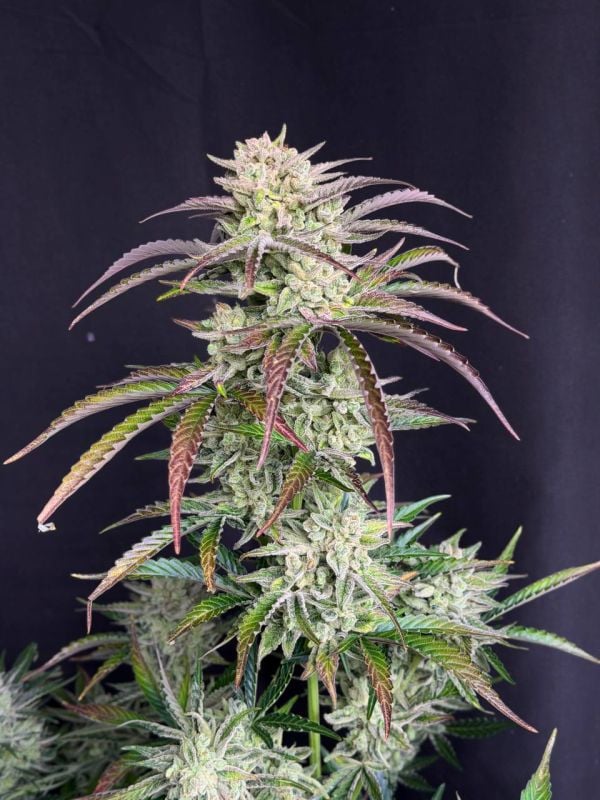 Instagram AK Auto