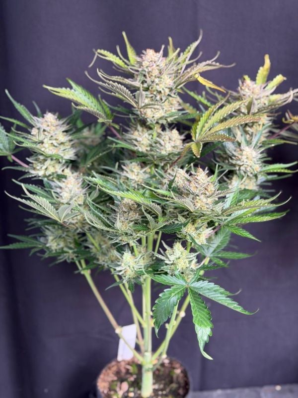Instagram Chemdawg Auto