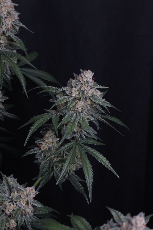 Instagram GMO Auto