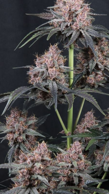 Instagram Mango Cherry Runtz Auto