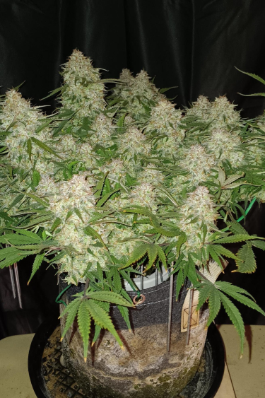 Instagram Jack Herer Auto